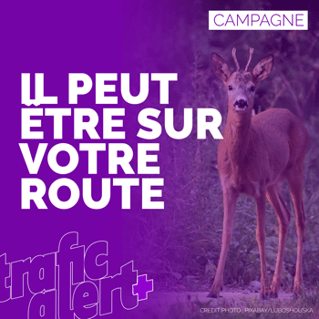 Chevreuils, biches, sangliers : ils peuvent croiser votre route !